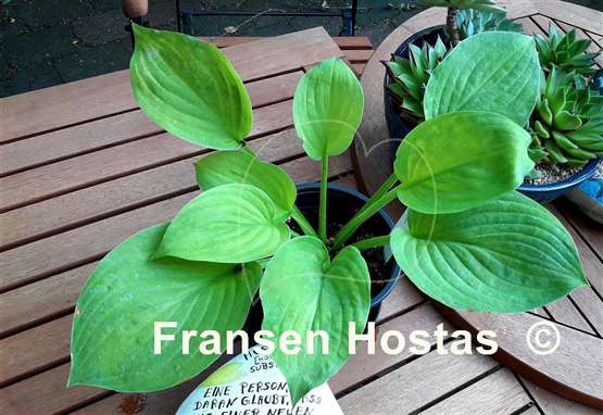 Hosta Heartache